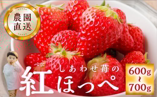 y2026N1ȍ~z p  gق 600-700g [킹] TCY oo ̂ 󂠂 A _  Â t[c s\ XC[c  C`S l lC ȈՍ