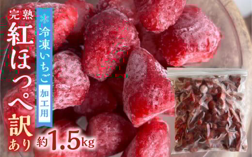 【2026年5月より発送】《 業務用の大袋 》 加工向きな 冷凍いちご 紅ほっぺ 1.5kg 簡易梱包 サイズ 不揃い のため 訳あり 訳アリ フルーツ 果物 苺 いちご イチゴ アイス ヨーグルト シャーベッ