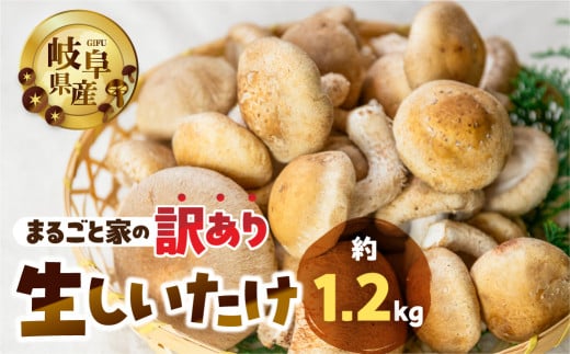 【訳あり】 生しいたけ 約 1.2kg 大容量 サイズ 混合 不揃い おまかせ 簡易梱包 のため 訳あり 訳アリ BBQ 春 夏 秋 冬 野菜 栽培期間中 農薬不使用 岐阜県産 本巣市 国産 きのこ キノコ シイタ