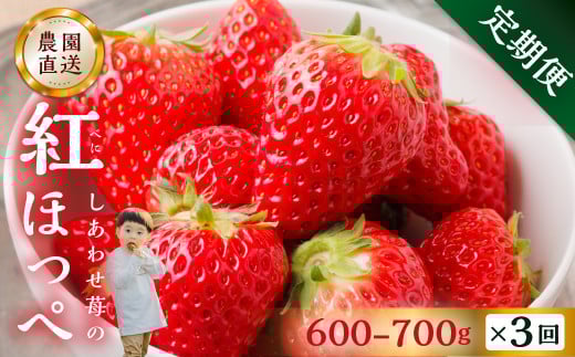 �y�����3��z�y2026�N1���ȍ~�����J�n�z����p ������ �g�ق��� 600-700g ×3�� [�����킹�] �T�C�Y �o���o�� �󂠂� ��A�� �_�������b�t���[�c �X�C�[�c ������ �C�`�S � �t���[�c �ʕ� �C�`