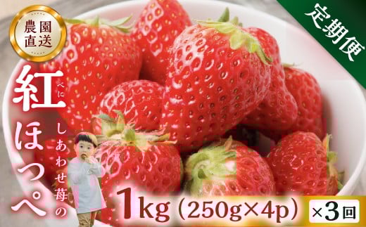 y3zp  gق 1kg (250g × 4p j3 3 [mt1307_25]bt[c ʕ XC[c   C`S 킹 TCY oo 󂠂 A ܂ _  lC  Y