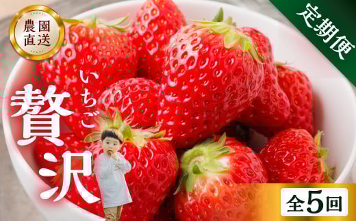 y5z ґ  5 gق 1kg ( 250g × 4p ) 킹 TCY oo 󂠂 A ܂ _  t[c  C`S lC {s ʕ s\ family_watanabe [mt526_