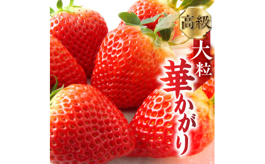 y1{3{͂zys\z򕌂u؂v 12 b C`S ʕ  t[c fU[g   嗱 ʕ  Mtg ϔ Yn  [0815] [mt029]