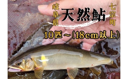 ※岐阜県産天然鮎七宗町産(18cm以上) ※2026年6月より順次発送予定岐阜県七宗町29000魚介・海産物鮮魚