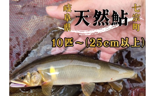 ※岐阜県産天然鮎七宗町産(25cm以上) ※2026年7月より順次発送予定岐阜県七宗町85000魚介・海産物鮮魚