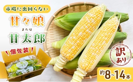 訳あり とうもろこし 先行予約 甘々娘 または 甘太郎 約8本〜14本 家庭用 テルもろこし 先端カット済 個包装 レンジ調理 レンチン 旬 冷蔵配送 静岡 浜松市  2026年6月下旬頃より順次発送 配送