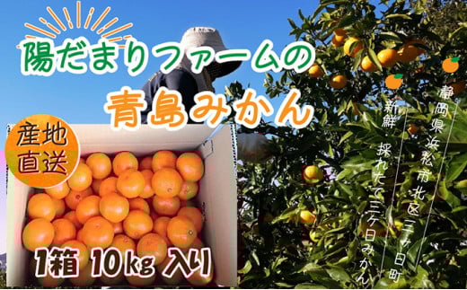 みかん 先行予約 三ヶ日みかん 青島 10kg 陽だまりファーム 三ヶ日 青島みかん 果物 フルーツ 柑橘 柑橘類 旬 冬 旬の果物 旬のフルーツ 産地直送 静岡 静岡県 浜松市 先行 予約 2026 2026年 1月