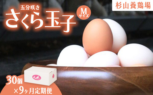 y9zY{炿񂪎Y񂾍F̂ʎq ܕ炫iMTCYj30 b  { ܂ ^}S  ܂ Z Â YÉas44000Eii
