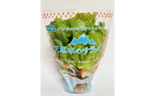 4A3天然水のサラダ(根付きリーフレタス)静岡県小山町9000野菜・きのこその他 野菜