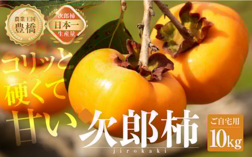 s\  Yʓ{ LΊY Y` p 10kg ` 󂠂 s (30`50) Ê` ʕ t[c 10 11 m Ls 2025NYmLs14000ʕEt[c̑ ʕEt
