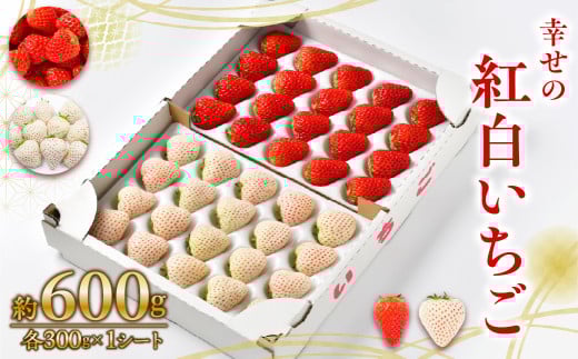 ≪先行予約≫お祝いに贈り物に『幸せの紅白いちご』(赤・白シート入り各約300g 計約600g)愛知県豊橋市12000果物・フルーツいちご