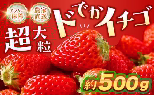 ≪先行予約≫ 超大粒イチゴ 約500g ギフト グランデ グランデサイズ 贈答 いちご 苺 イチゴ愛知県豊橋市10000果物・フルーツいちご