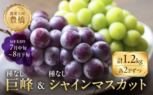 ≪先行予約 2026年発送≫ たっぷり1.2kg 豊橋産 皮ごと 種なしシャインマスカット300g×2 種無し巨峰300g×2 ブドウ ぶどう マスカット フルーツ 甘い 1.2キロ 果物  詰め合わせ  食べ比べ 8月お