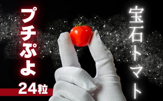 《先行予約》希少品種 プチぷよ 24粒 ミニトマト 高糖度 こだわり トマト愛知県豊橋市10000野菜・きのこトマト