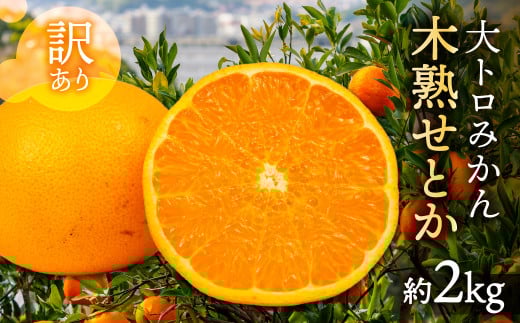 ≪先行予約≫大トロみかん『木熟せとか』家庭用 バラ詰め 約2kg マルカワ園芸愛知県豊橋市12000果物・フルーツみかん・柑橘類
