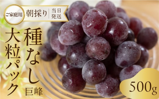 《先行予約》 訳あり 種なし巨峰 粒 500g 朝採り 当日発送 種なし 巨峰 粒 500g 〜 2kg ぶどう 大粒 訳あり 不揃い 果物 フルーツ ブランド 産地直送 生産者直送 農家直送 シャインマスカット 葡