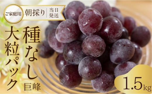 《先行予約》 訳あり 種なし巨峰 粒 1.5kg 朝採り 当日発送 種なし 巨峰 粒 500g 〜 2kg ぶどう 大粒 訳あり 不揃い 果物 フルーツ ブランド 産地直送 生産者直送 農家直送 シャインマスカット 葡