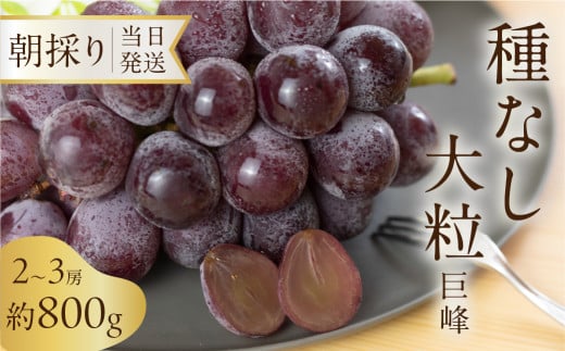 《先行予約》 種なし巨峰 約800g 朝採り 当日発送 種なし 巨峰 大粒 果物 フルーツ ブランド 産地直送 生産者直送 農家直送 シャインマスカット 葡萄愛知県豊橋市8000果物・フルーツマスカッ