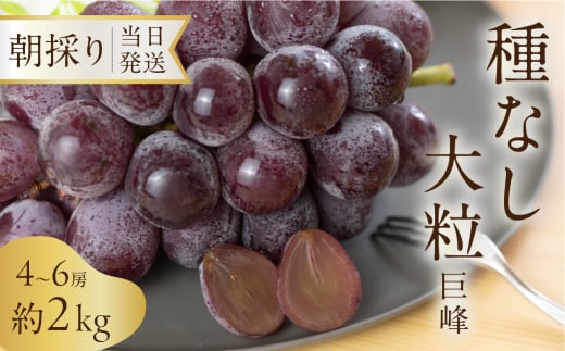 《先行予約》 種なし巨峰 約2kg 朝採り 当日発送 種なし 巨峰 大粒 果物 フルーツ ブランド 産地直送 生産者直送 農家直送 シャインマスカット 葡萄愛知県豊橋市15000果物・フルーツマスカッ
