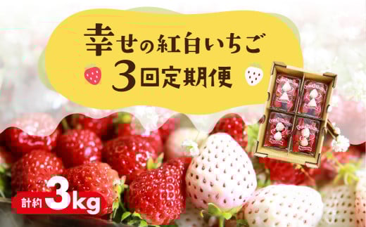 ≪先行予約≫幸せの紅白いちご 定期便 3回 計3kg (1回あたり約250g×4パック)愛知県豊橋市35000果物・フルーツいちご