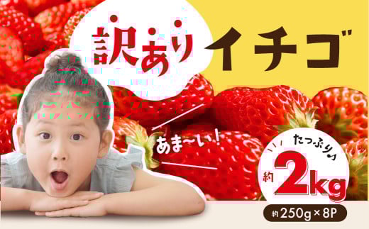 ≪先行予約≫ブランドイチゴ たっぷり 約2kg 訳あり (約250g×8パック) 詰め合わせ愛知県豊橋市10000果物・フルーツいちご