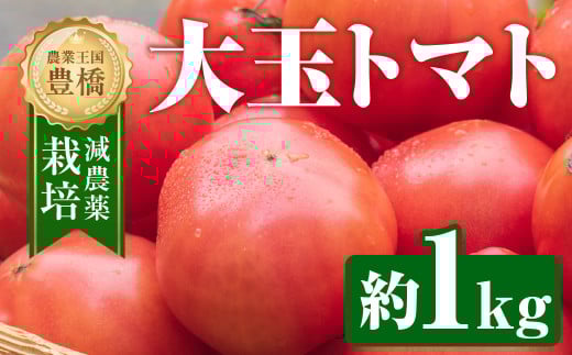 【先行予約】大玉トマト 約 1kg トマト 大玉 濃厚 甘い 美味しい 高糖度 完熟 tomato とまと やさい 自然 安心安全 旬  愛知県 豊橋市愛知県豊橋市9000野菜・きのこトマト