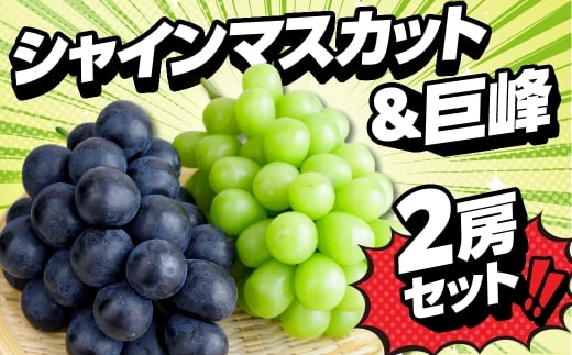 《7月発送》シャインマスカット 巨峰 贅沢食べ比べセット愛知県豊橋市12000果物・フルーツマスカット・ぶどう