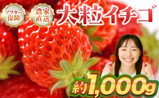 ≪先行予約≫ 大粒イチゴ 約1000g (平トレー250g×4P) イチゴ 大粒 甘い 果物 フルーツ いちご 苺 イチゴ愛知県豊橋市12000果物・フルーツいちご