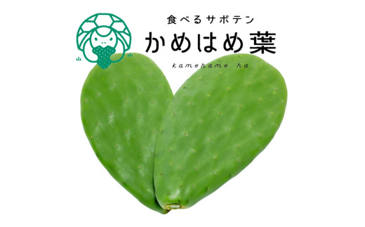 あなたのカメに、自然のごちそうを。食べるサボテン「かめはめ葉」(1s)愛知県春日井市9000野菜・きのこその他 野菜