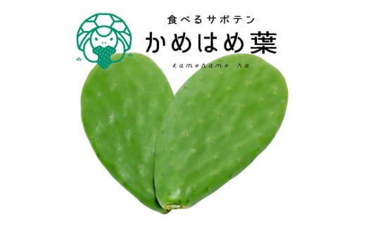 あなたのカメに、自然のごちそうを。食べるサボテン「かめはめ葉」(3s)愛知県春日井市19000野菜・きのこその他 野菜