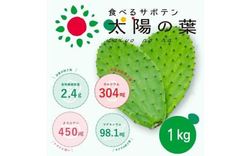 食べるサボテン 太陽の葉 フレッシュリーフ食用サボテン(1kg)愛知県春日井市9000野菜・きのこその他 野菜