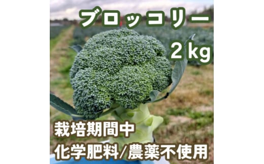 ubR[@͔|Ԓw엿/_sgp@2kgȏ(5-8{)@y1487695zmL6000؁Ê̑ 