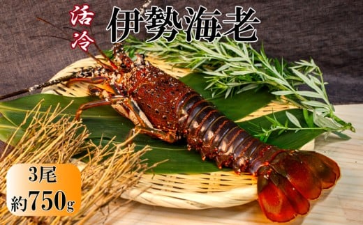 L-29活冷 伊勢海老三重県鳥羽市34000魚介・海産物エビ