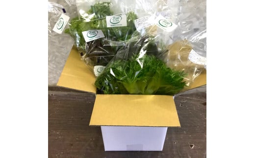 20-79【化学農薬を使わない伊勢志摩産水耕栽培野菜】おかげ野菜とドライドレッシングのおまかせセット三重県鳥羽市20000野菜・きのこ