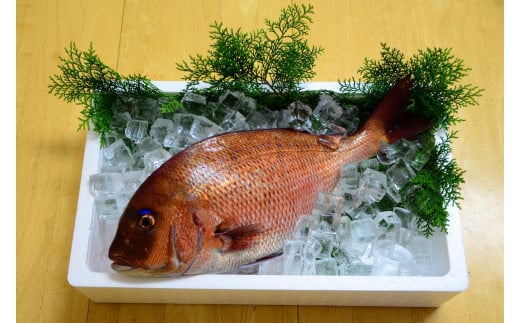 (冷蔵) 錦産 養殖 真鯛 まるごと1匹 / 魚々錦 ふるさと納税 大紀ブランド 魚 たい 海鮮 海産 お取り寄せ グルメ 三重県 大紀町三重県大紀町16000魚介・海産物鮮魚