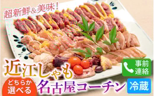 VNIÎsŎ炵ߍ]orÉR[`I[g005]/{  V ÉR[`  Ă {c { VN  R{ꌧÎs15000{