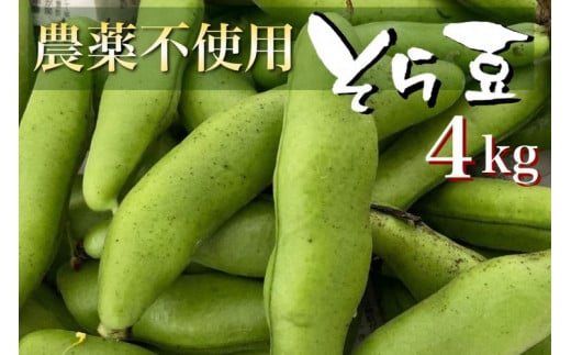 甘〜い そら豆4kg【期間限定】京都府・亀岡産 自然栽培のかたもとオーガニックファームよりお届け ※2026年5月上旬〜6月上旬頃に順次発送予定 ※離島への配送不可京都府亀岡市28000野菜・き