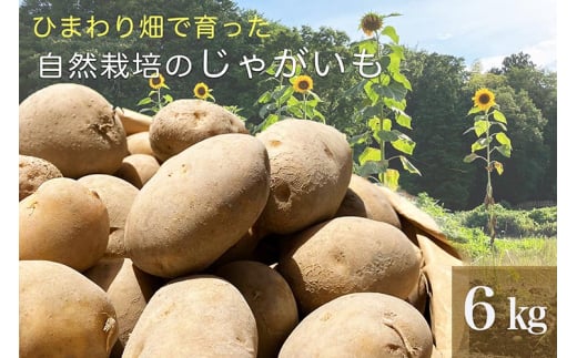 ys\zЂ܂蔨ňR͔|̂Ⴊ 6kg s{ETY ƃI[KjbNt@[肨͂ b 󂠂 Ⴊ   TCY  Yn ւ̔z