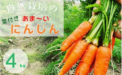 lQ 4kgyԌzR͔|̊Â ttlQ s{ETY ƃI[KjbNt@[肨͂ s󂠂 TCYs ɂ񂶂 Y sY ͔|Ԓ_sgp Ynt