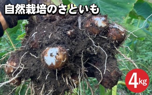 【期間限定】自然栽培のさといも 4kg 京都 亀岡産 かたもとオーガニックファームよりお届け《里芋 野菜 産地直送 国産 採れたて 新鮮 サトイモ》 ※2025年11月下旬〜2026年2月下旬頃に順次発