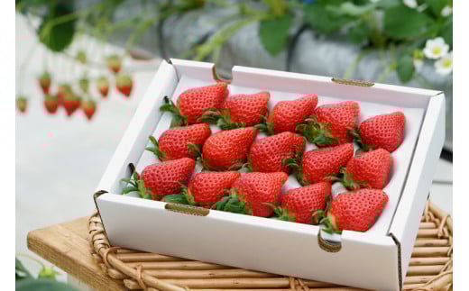【3回定期便】【来シーズン予約受付】数量限定 幻の京都亀岡産 高級いちご【女峰】1箱分×3回定期便 ※化学肥料・農薬極力不使用《イチゴ 苺 いちご フルーツ 農家直送》 ※2026年1月中旬〜