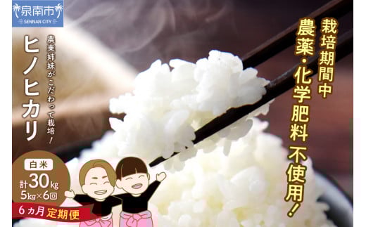 農業姉妹がこだわって栽培!白米5kg半年定期便【024B-005】大阪府泉南市98000米・パン白米