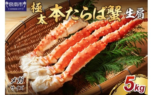 y25kg̒ɑ10LȏチKTCYzԐlCI {ΊI  5kg ܂ȂIʁy087A-003z{s135000ECYJj