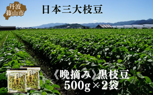 秋の味覚「丹波黒枝豆」  濃厚なコク・500g×2袋 晩摘み 【2025年10月22日〜11月上旬頃お届け予定】 プレミアム枝豆 期間限定 黒枝豆 えだまめ エダマメ お取り寄せグルメ 高級 特産品 名産