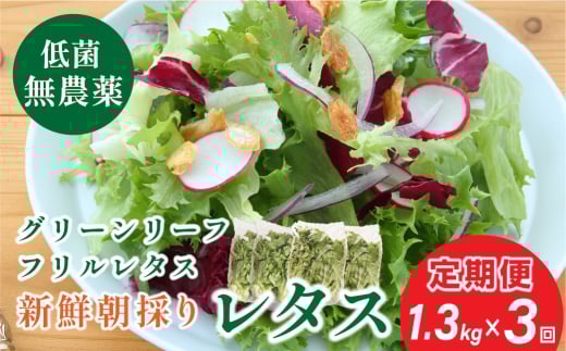 【 定期便 】 無農薬 朝採り フリルレタス グリーンリーフレタス 2種類  1.3kg 3回 レタス 洗わずに食べられる 新鮮レタス  無農薬 野菜直送 フレッシュ サラダ用野菜 健康志向 産地直送  緑