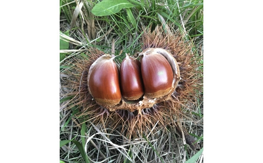 EnOgI@Q܃ZbgɌOgs20000ʕEt[c̑ ʕEt[c