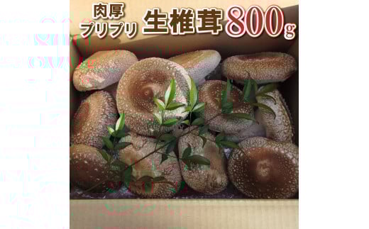 傫Ȓő vvő 800gI[672]  VC^PɌ8000؁Ê̂