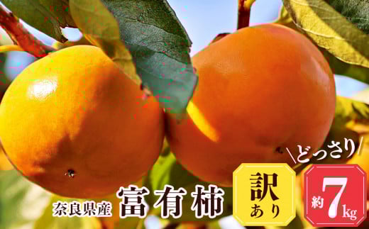 y x_ zǂ  7kg 󂠂 xL`  | t[c  ʕ `  fU[g lC Y Yn ޗǌ ܞs JL ʎ 11  H { o O   e