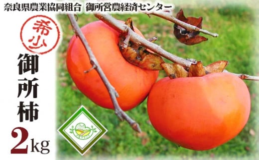 御所柿 約2kg / 奈良県農業協同組合 甘柿 かき 果物 希少 特産品 奈良県 御所市奈良県御所市15000果物・フルーツその他 果物・フルーツ