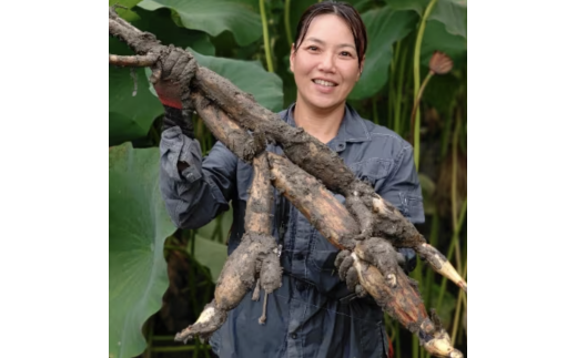 【栽培期間中農薬不使用】奈良県山添村産 掘りたて土付きレンコン詰め合わせ1.8kg奈良県山添村13000野菜・きのこ大根・ニンジン・根菜類